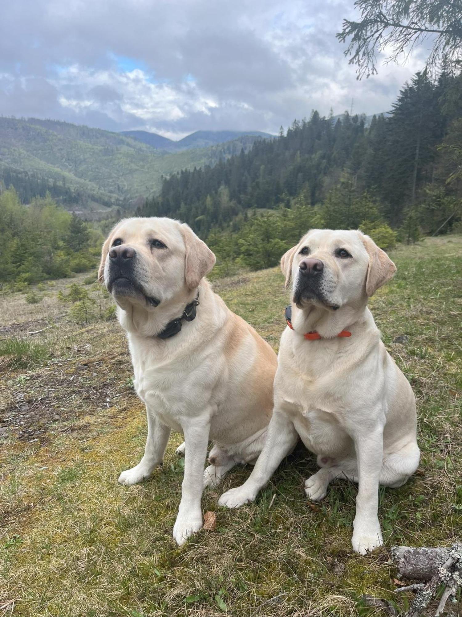 Penzion Pod Guglom Mlynky Dış mekan fotoğraf
