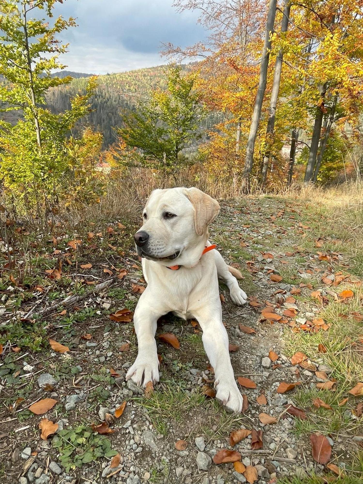 Penzion Pod Guglom Mlynky Dış mekan fotoğraf